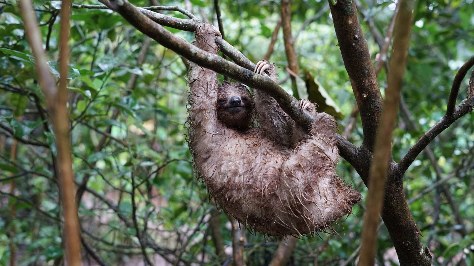Three-toed sloth on a wildlife tour, Guanacaste