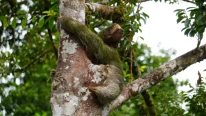 Three-toed sloth near the lagoon trail, Tenorio rainforest, Costa Rica