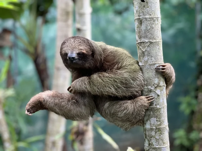 Three-toed sloth on a tree in the Tenorio rainforest, Costa Rica