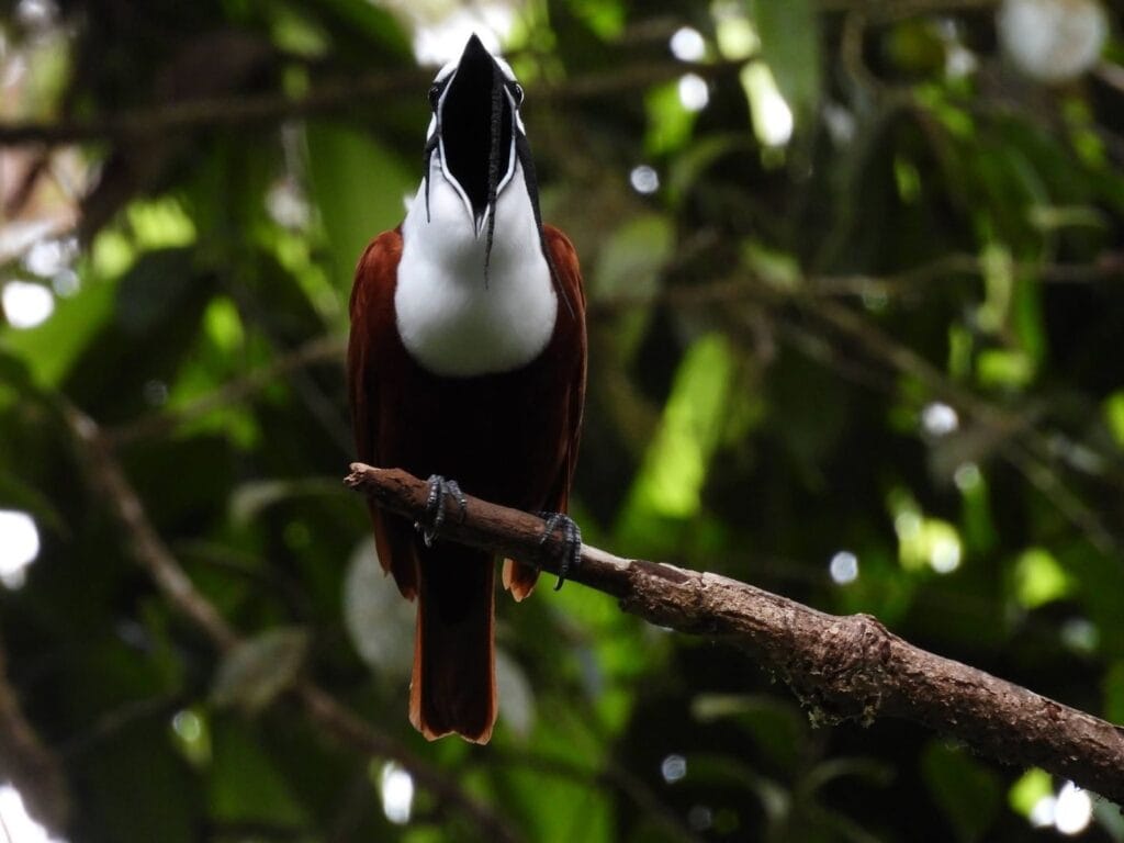 Three-wattled bellbird calling with its mouth open in the cloud forest on a birding tour in Costa Rica