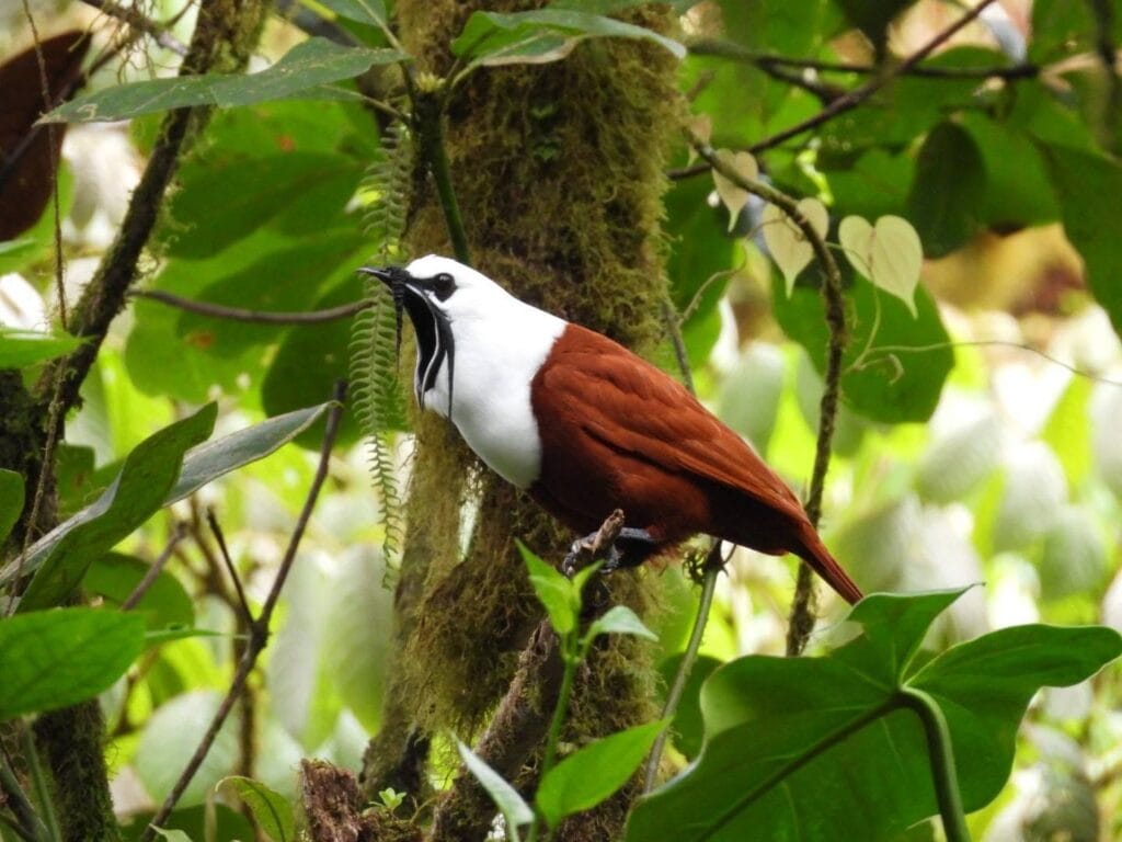 Three-wattled bellbird perched on a mossy trunk in the cloud forest on a birding tour in Costa Rica
