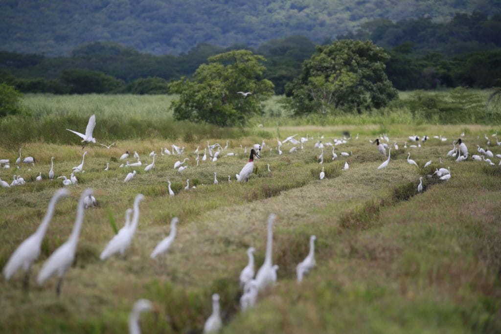 Hundreds of egrets, wood storks, and jabirus gathered in the wetlands on a birding tour in Guanacaste, Costa Rica