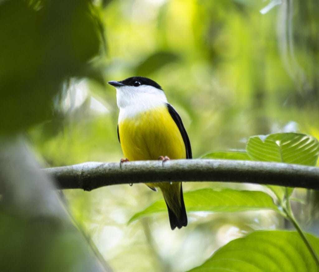 White-collared manakin in the rainforest on a birding tour at Tenorio, Costa Rica