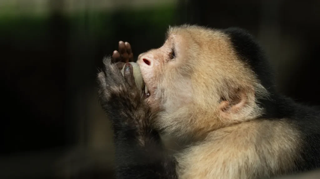 White-faced capuchin monkey at a wildlife sanctuary near Guanacaste, Costa Rica