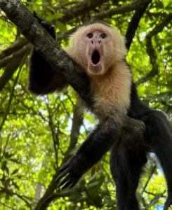 White-faced capuchin in the Tenorio canopy, Costa Rica
