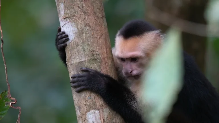 White-faced capuchin monkey in the rainforest on a Tenorio lagoon float and trail tour