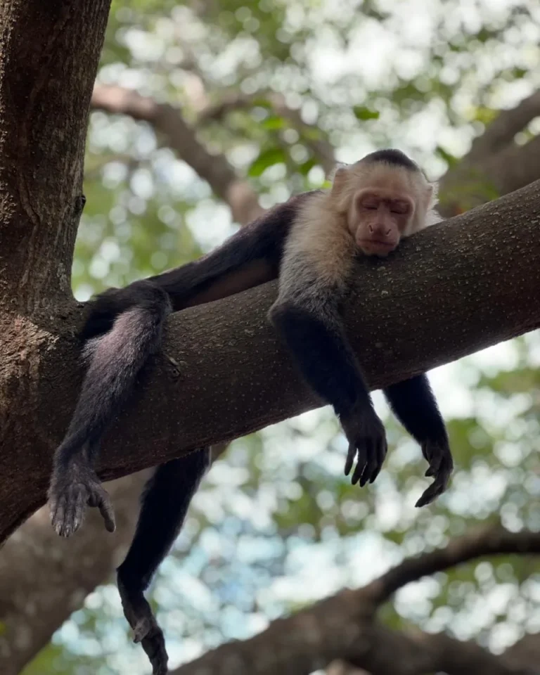 White-faced capuchin resting on a branch during a Tenorio rainforest tour, Costa Rica