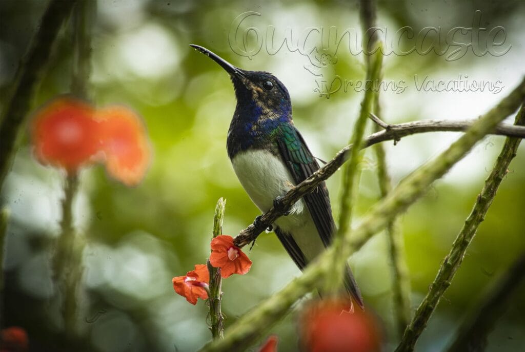 White-necked jacobin hummingbird at a rainforest flower on a birding tour at Tenorio, Costa Rica