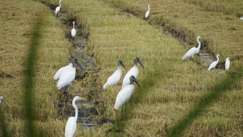 Wood storks and great egrets feeding in a flooded rice field on a birding tour in Guanacaste, Costa Rica