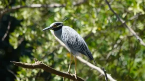 Night heron at a lagoon in the Tenorio rainforest, Costa Rica