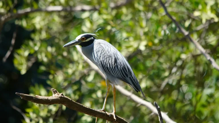 Yellow-crowned night heron perched above a lagoon in the Tenorio rainforest, Costa Rica