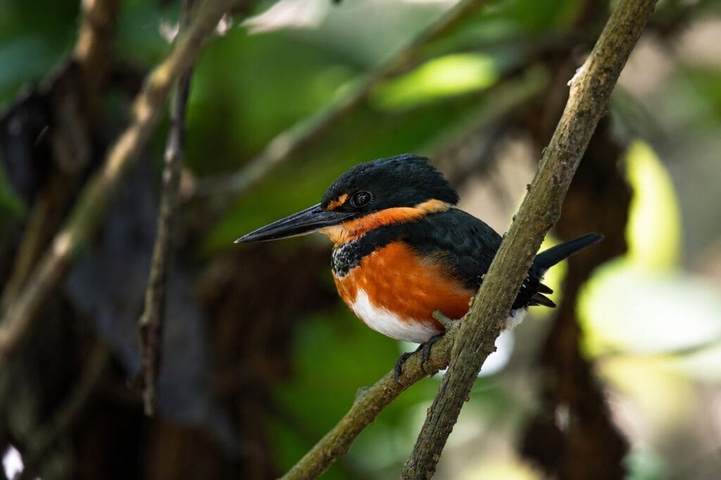 American pygmy kingfisher on a rainforest birding tour at Tenorio, Costa Rica