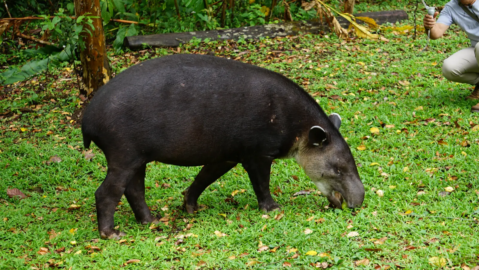 Baird's tapir in Bijagua, Costa Rica — tapirs come down from the forest to feed on guava
