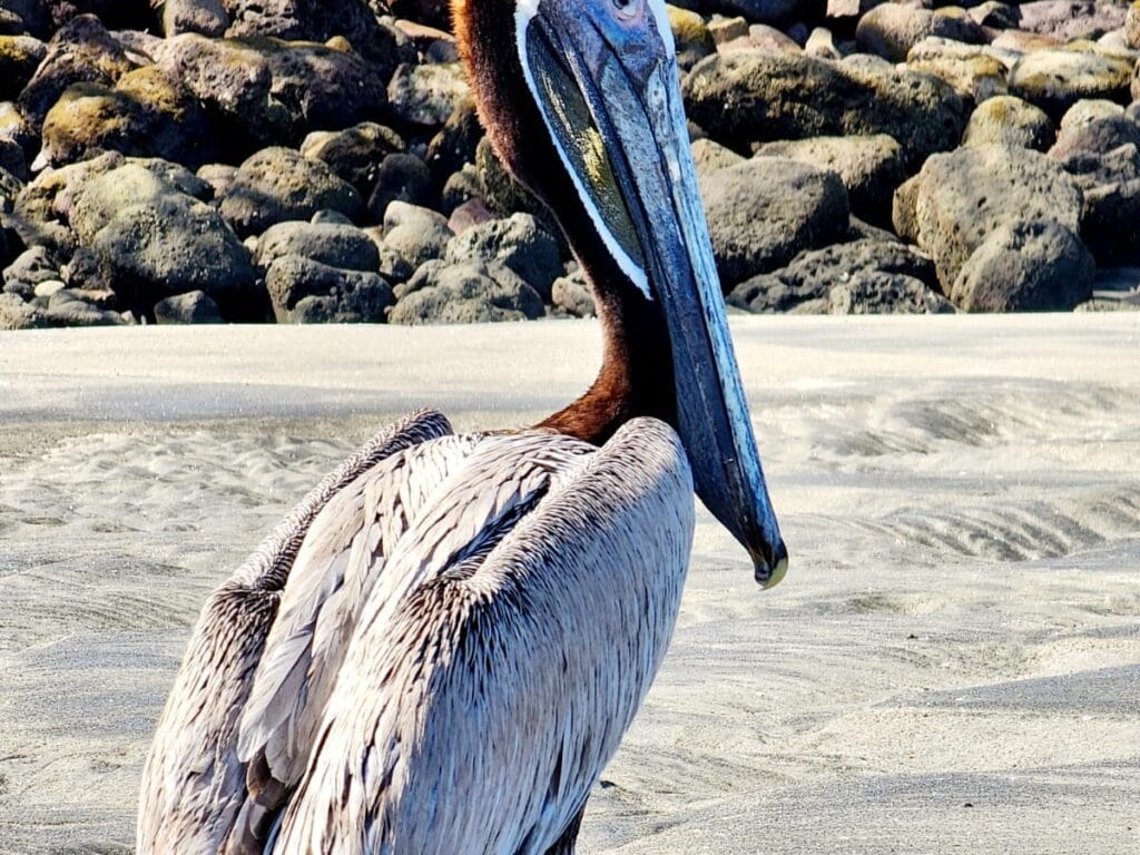Brown pelican along the coast of the Gulf of Papagayo, Guanacaste, Costa Rica