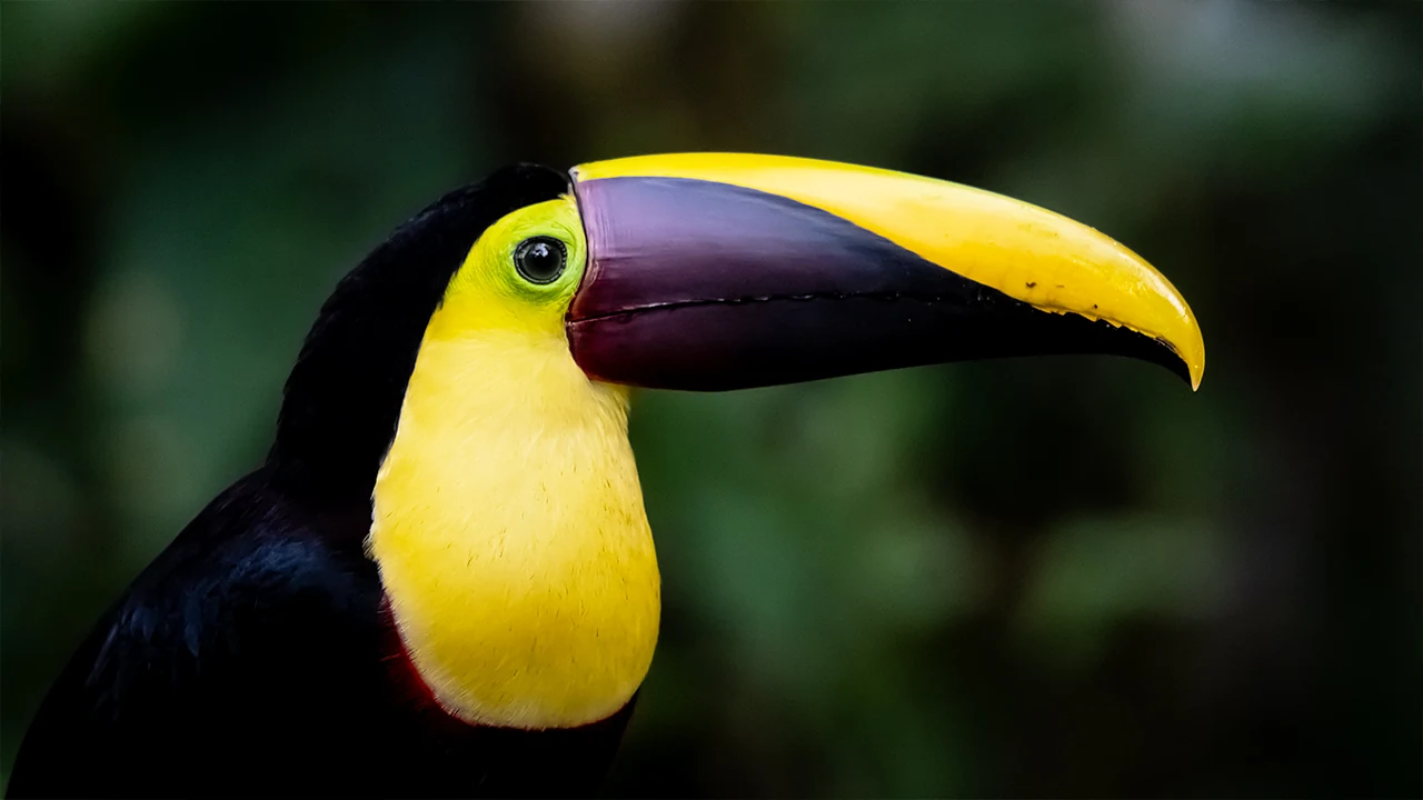 Chestnut-mandibled toucan in the Tenorio rainforest, Costa Rica