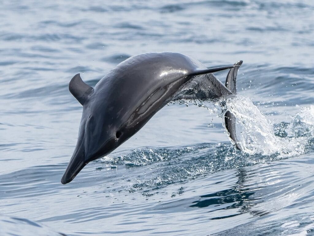 A dolphin leaping beside the boat in the Gulf of Papagayo, Guanacaste, Costa Rica