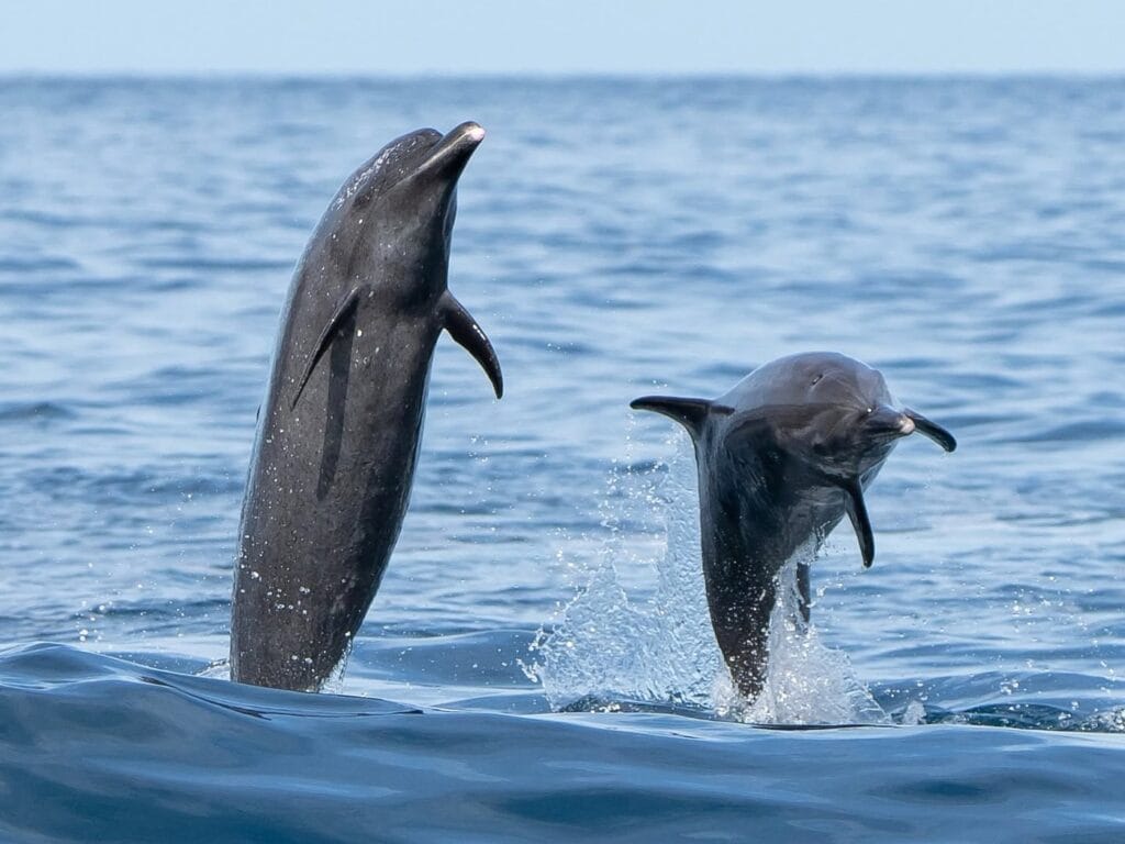 Dolphins leaping from the water in the Gulf of Papagayo, Guanacaste, Costa Rica