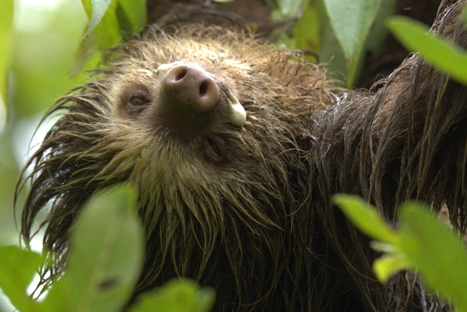 Hoffmann's two-fingered sloth (Choloepus hoffmanni) in the rainforest canopy, Costa Rica — photographed by a Guanadreams CR naturalist guide