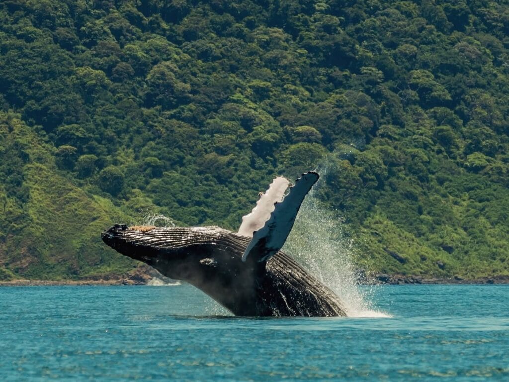 Humpback whale breaching in the Gulf of Papagayo, Guanacaste, Costa Rica