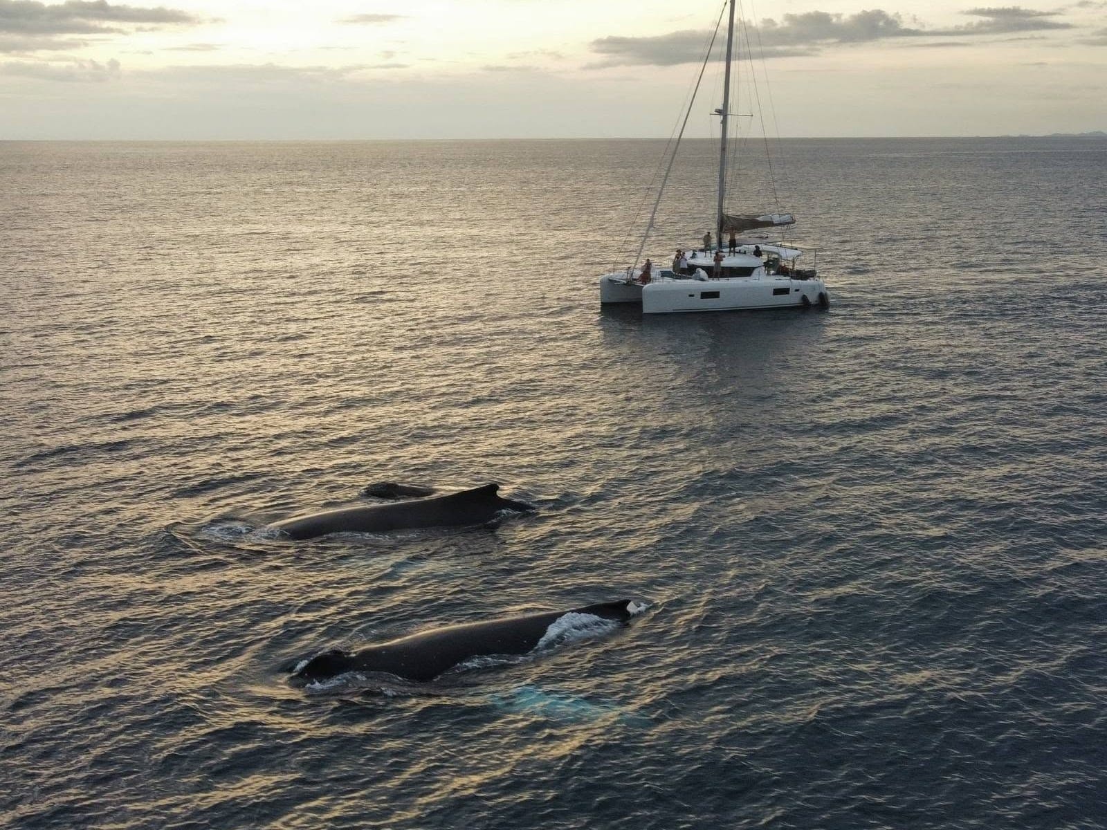 Two humpback whales surfacing beside a private catamaran at sunset in the Gulf of Papagayo, Guanacaste, Costa Rica