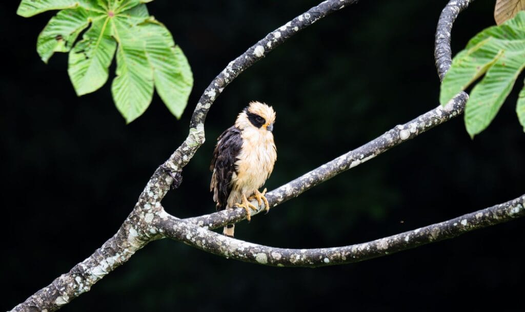 Laughing falcon (guaco) perched in the Tenorio rainforest, Costa Rica birding tour
