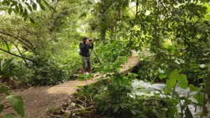 Miller guiding with a spotting scope on a rainforest bridge