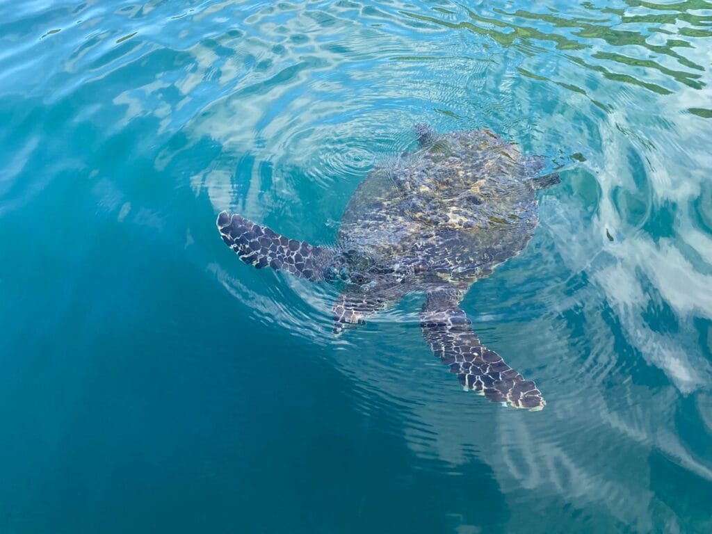 Sea turtle surfacing in the Gulf of Papagayo, Guanacaste, Costa Rica