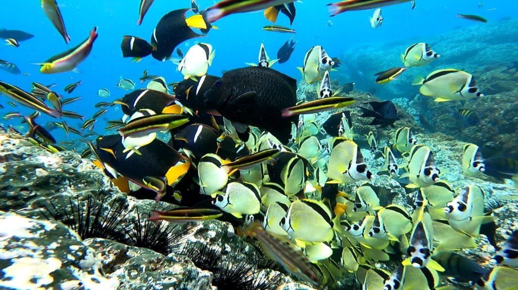 Schools of butterflyfish and king angelfish over a rocky reef while snorkelling in the Gulf of Papagayo, Costa Rica