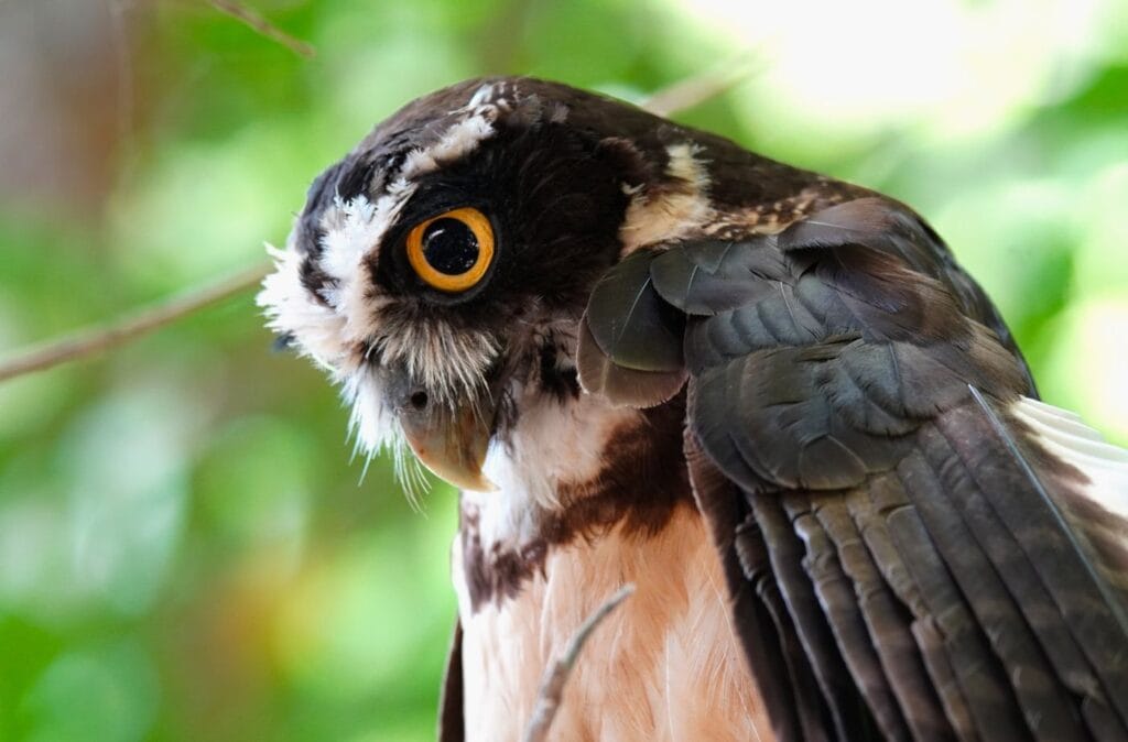 Spectacled owl in the Tenorio rainforest on a Costa Rica birding tour