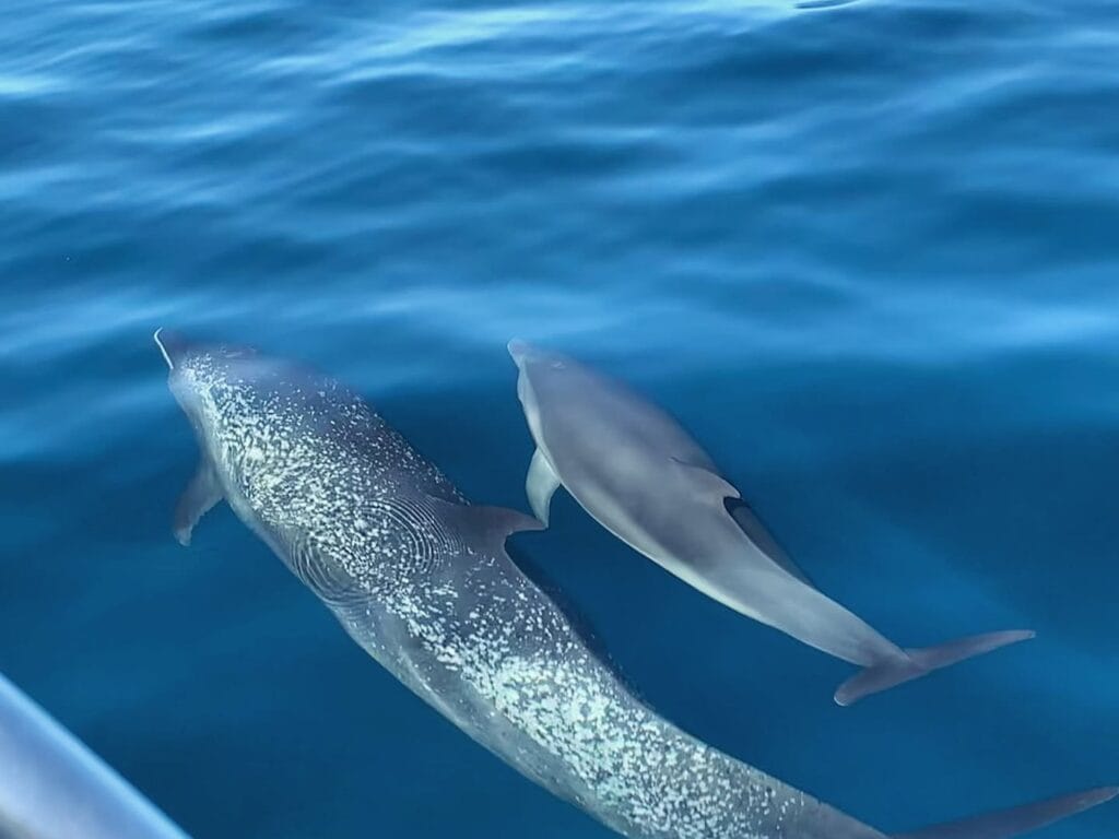 Spotted dolphins swimming underwater in the Gulf of Papagayo, Guanacaste, Costa Rica