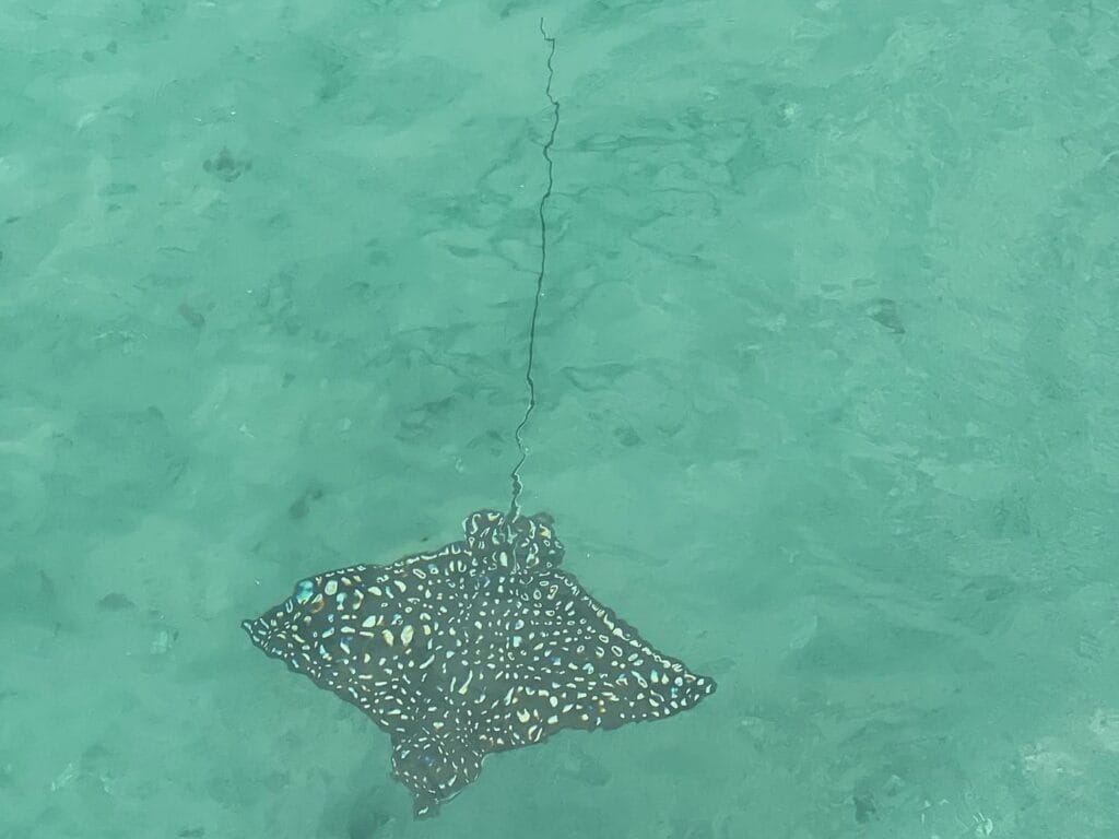 Spotted eagle ray gliding under the boat in the Gulf of Papagayo, Guanacaste, Costa Rica