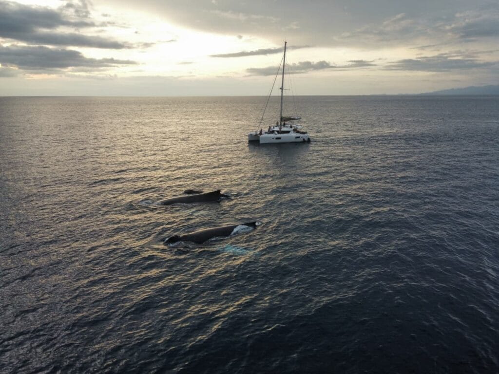 Whales surfacing beside a catamaran at sunset in the Gulf of Papagayo, Guanacaste, Costa Rica