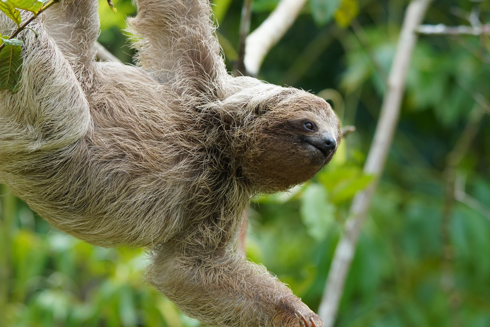 Three-toed sloth in the Bijagua rainforest, Guanacaste