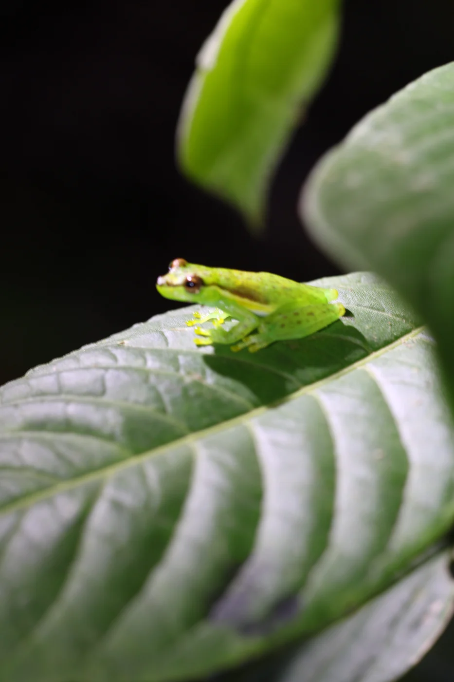 Tlalocohyla celeste on a leaf, showing its tiny 2.2 cm size — Bijagua rainforest, Costa Rica