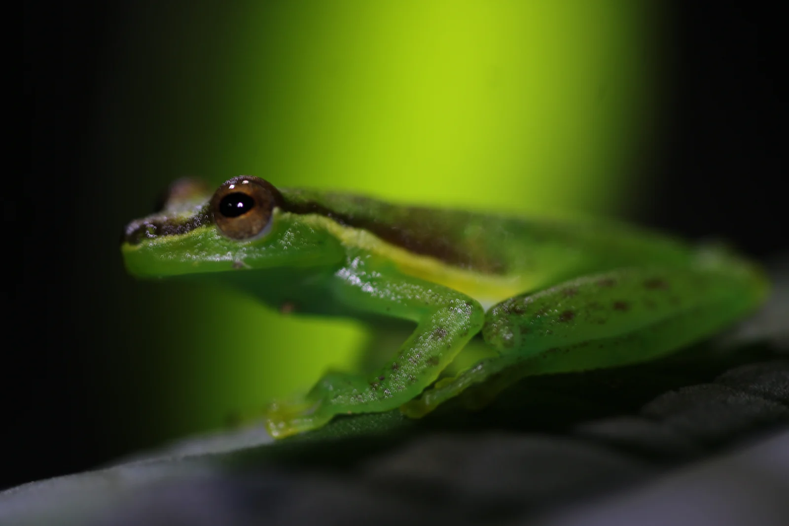 Tlalocohyla celeste, the Tapir Valley tree frog described as new to science in 2022 — Bijagua, Costa Rica
