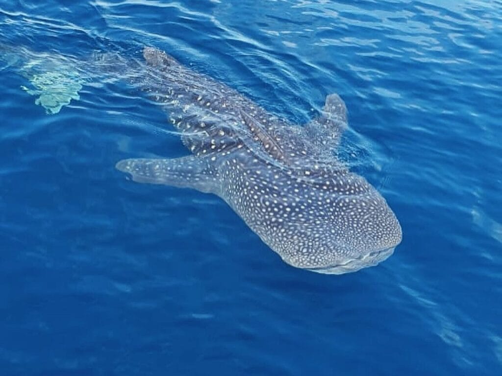 Whale shark swimming beside the boat in the Gulf of Papagayo, Guanacaste, Costa Rica