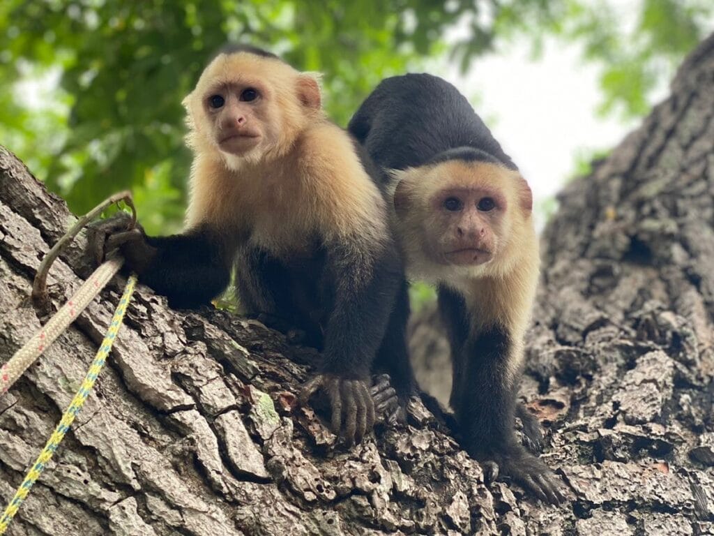 White-faced capuchin monkeys in the dry forest along the Guanacaste coast, Costa Rica