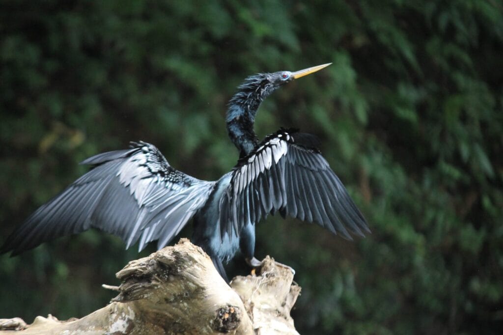 An anhinga drying its wings on dead wood beside the Peñas Blancas river, La Fortuna, Costa Rica