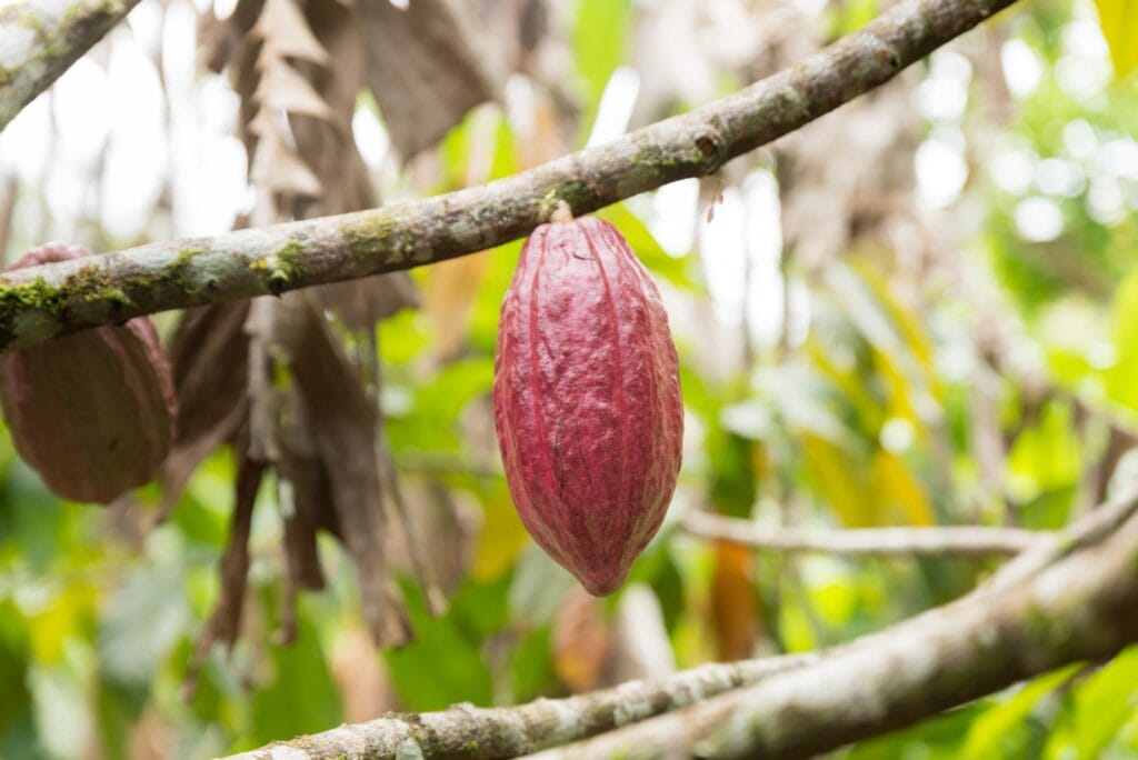 Cacao pod growing straight from the trunk of a tree on a farm near La Fortuna, Costa Rica