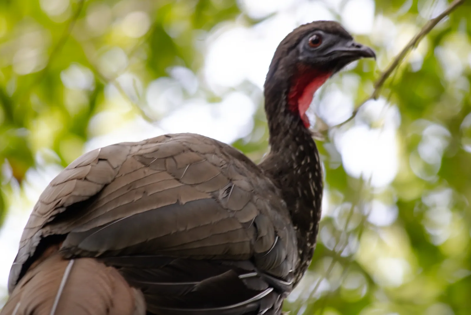 Crested Guan in a rainforest tree showing its red throat wattle, Bijagua, Costa Rica