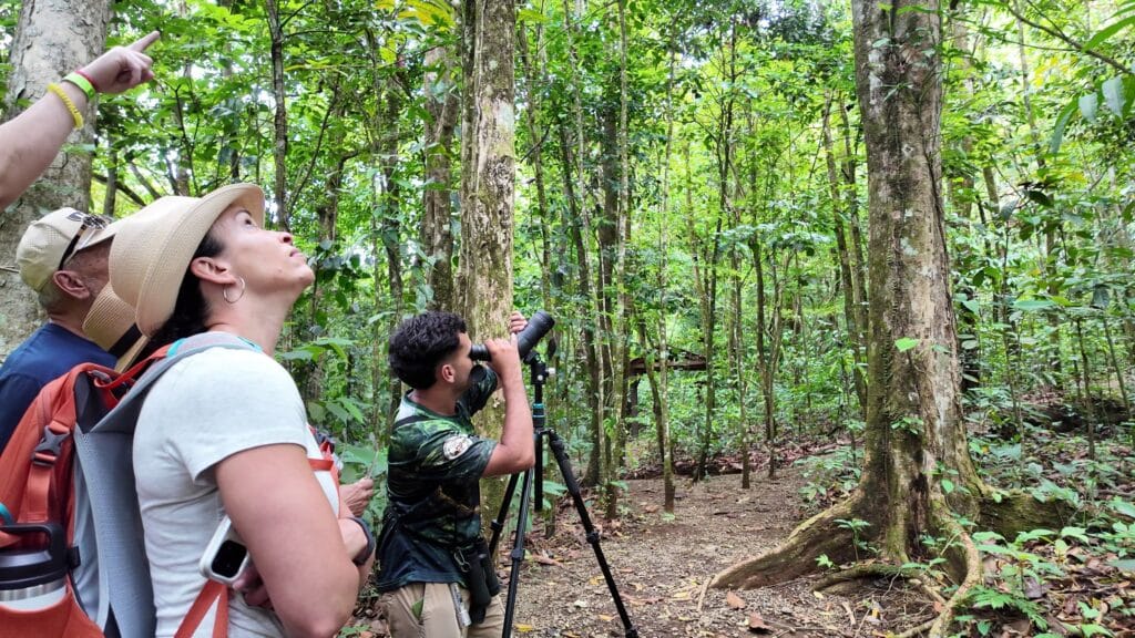 Guide digiscoping a sloth with a phone on the telescope eyepiece on a sloth tour in La Fortuna, Costa Rica