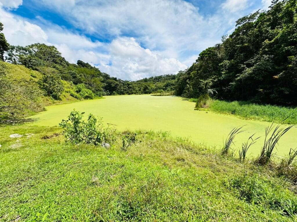 Lagoon covered in floating duckweed beside the Arenal Volcano trail
