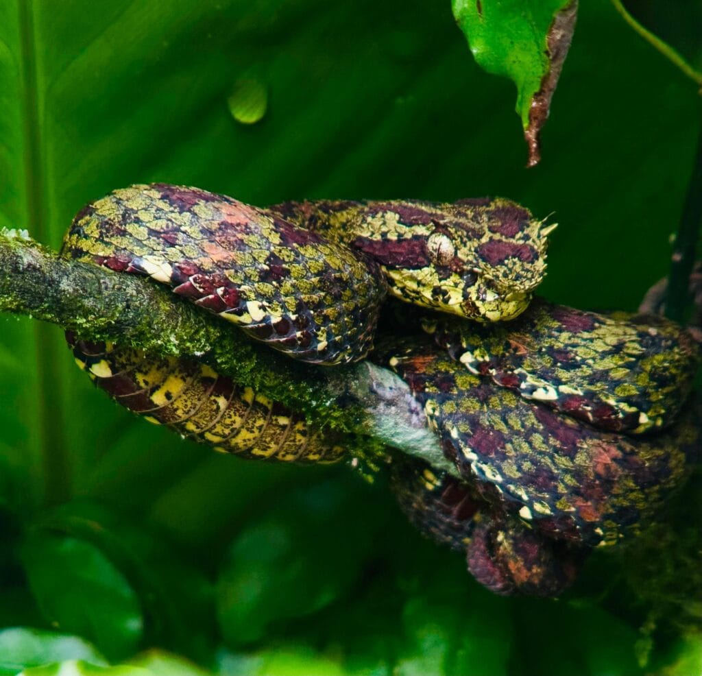 Eyelash viper coiled on a mossy branch in the forest beside the Arenal lava trail