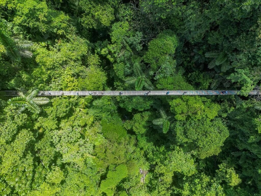 Aerial view of a hanging bridge over the rainforest canopy, Arenal, Costa Rica