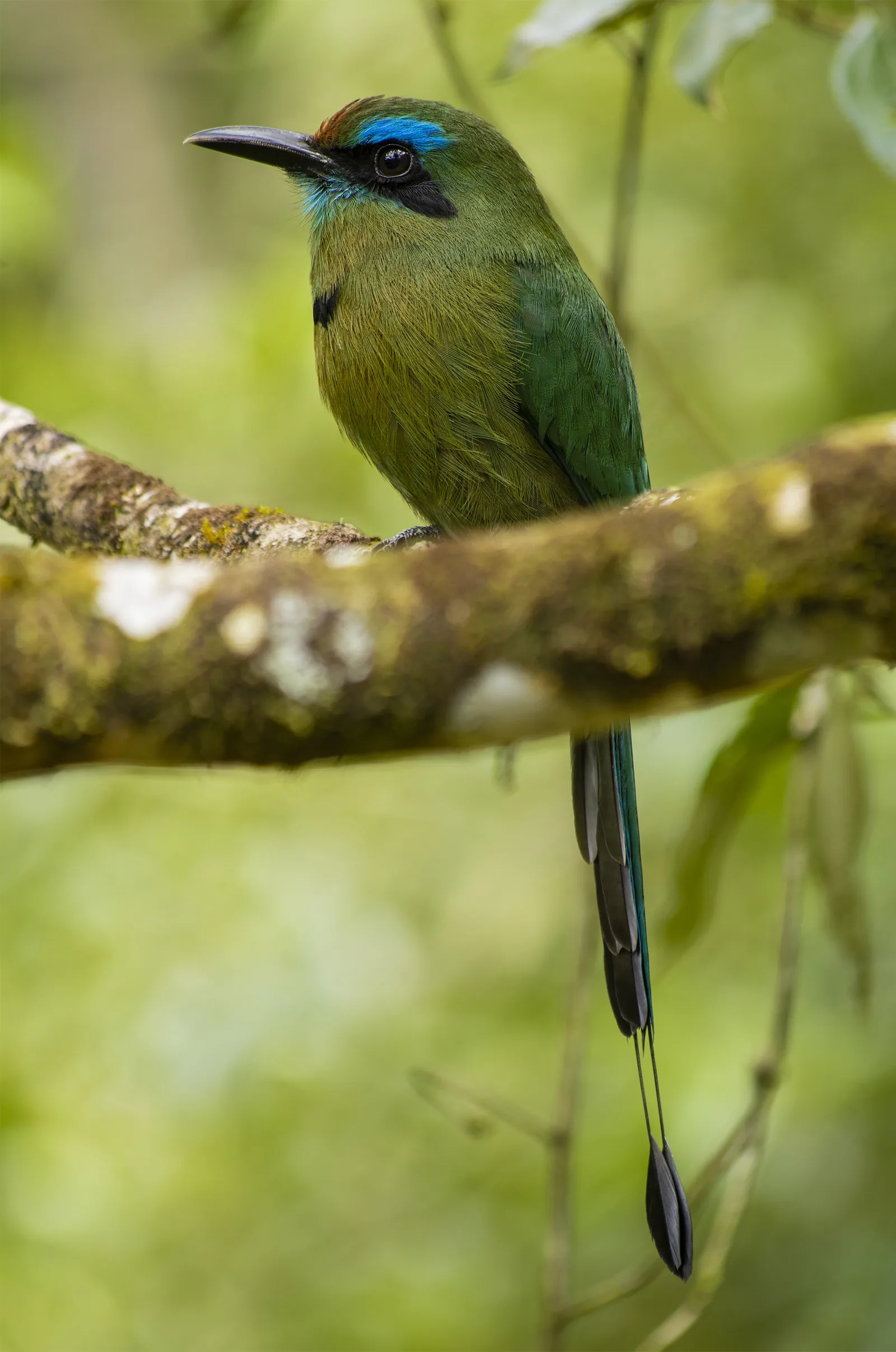 Keel-billed Motmot perched on a mossy branch with its racket-tipped tail, Bijagua, Costa Rica