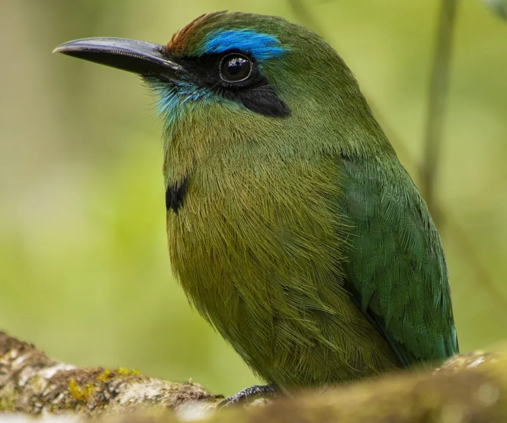 Keel-billed Motmot head portrait showing the broad turquoise brow and black mask, Bijagua, Costa Rica