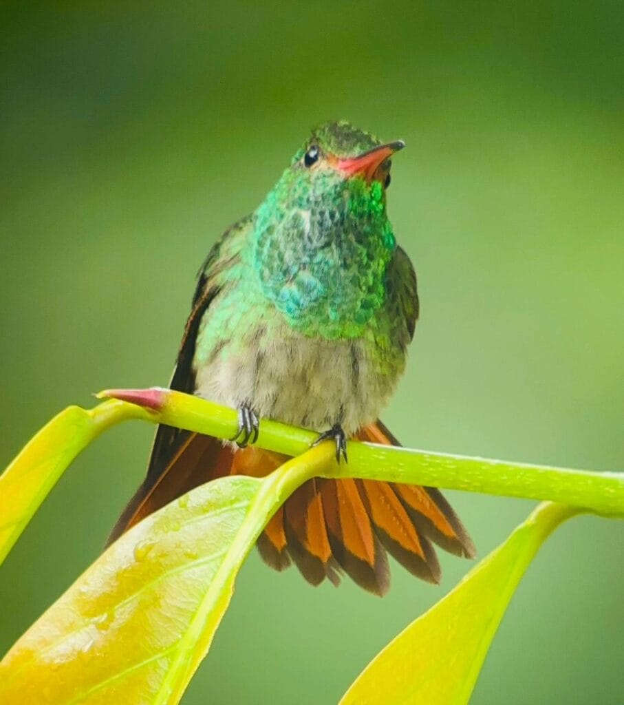 Rufous-tailed hummingbird perched on a leaf near the Arenal Volcano lava trail