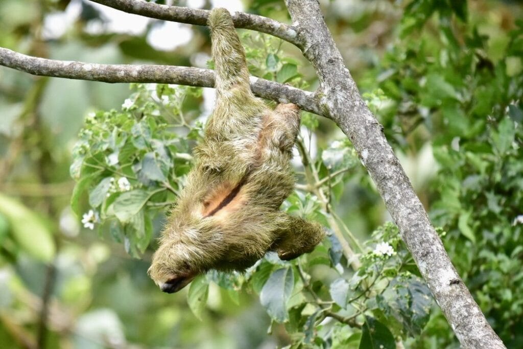 Sloth in the rainforest canopy near La Fortuna and Arenal, Costa Rica