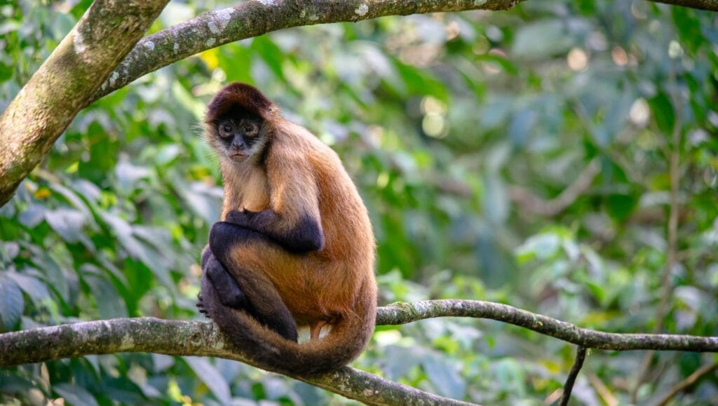 A spider monkey resting on a branch above the Peñas Blancas river — a species absent from the Guanacaste coast