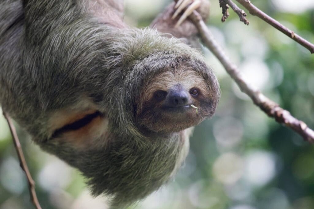 Brown-throated three-toed sloth showing the dark eye mask that gives it its permanently amused expression, La Fortuna, Costa Rica